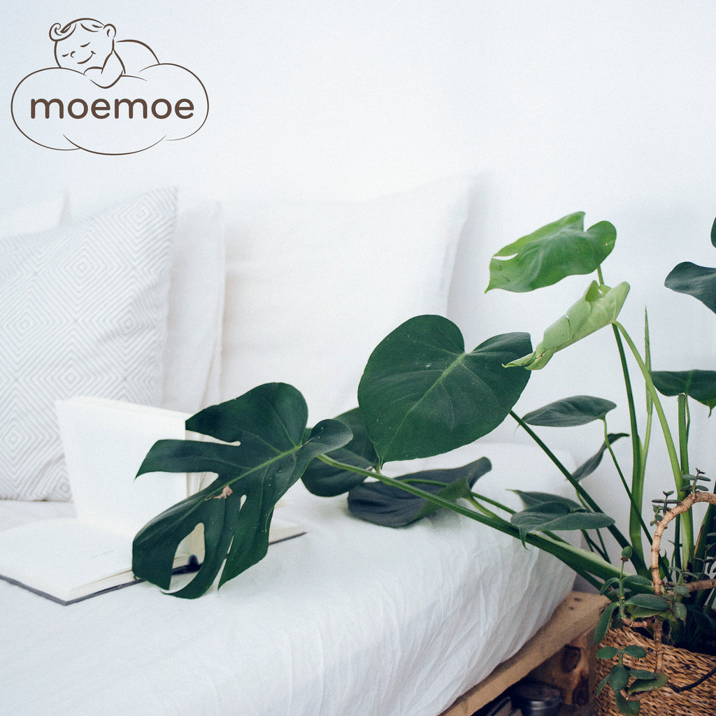 Moemoe Lavender Scented Pillow 2 Pack
